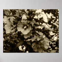 Rosa del poster de Sharon