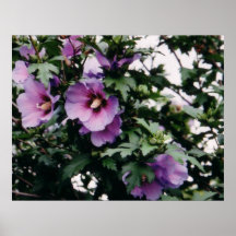 Rosa del poster de Sharon