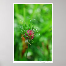 rosa en el centro impresiones