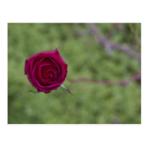 Rosa en el rosal tarjeta postal