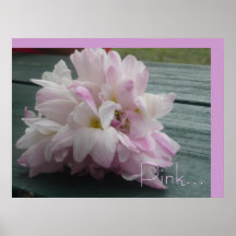 Rosa… Flor Poster