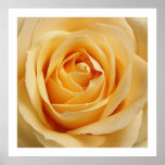 Rosa Impresiones