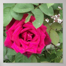 Rosa marrón impresiones