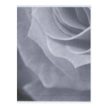 Rosa negro y blanco postales