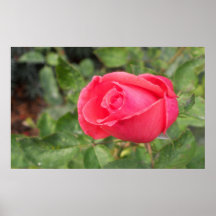 Rosa perfecto impresiones