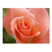 Rosa Postales