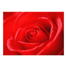 Rosa rojo anuncio personalizado