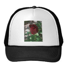Rosa rojo carmesí gorros  