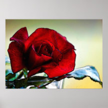 rosa rojo Chipre Poster