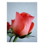 Rosa rojo cojinete