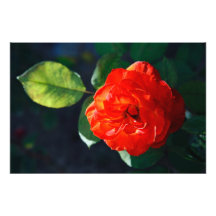 Rosa rojo cojinete