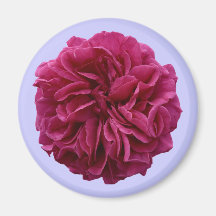 Rosa rojo con volantes del jardín inglés del país imán de frigorifico