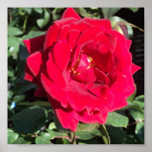 Rosa rojo de la plena floración poster