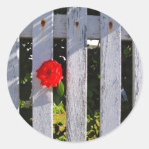 Rosa rojo de la valla de estacas blanca pegatina
