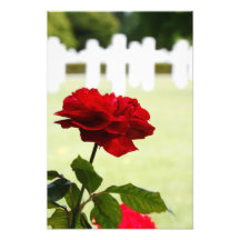 Rosa rojo en el cementerio fotografía  