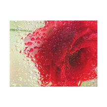 Rosa rojo en una lluvia ligera lienzo envuelto para galerías