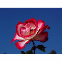 Rosa rojo esculturas fotográficas