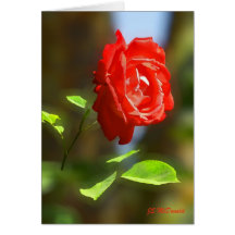 Rosa rojo flotante tarjeta