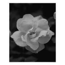Rosa rojo fotografias
