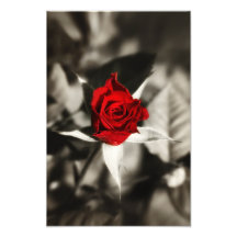 Rosa rojo fotografias