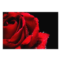Rosa rojo fotografías  