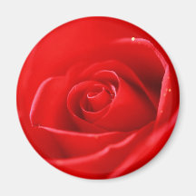 Rosa rojo iman