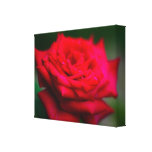 rosa rojo impresión en lienzo estirada