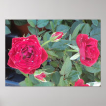 Rosa rojo mojado impresiones