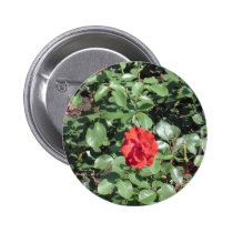 Rosa rojo botones