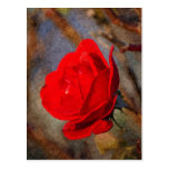 Rosa rojo postales
