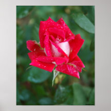 Rosa rojo posters