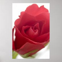 Rosa rojo, rojo. poster