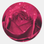 Rosa rojo romántico con las gotas de rocío chispea pegatinas  