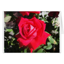 rosa rojo tarjetas