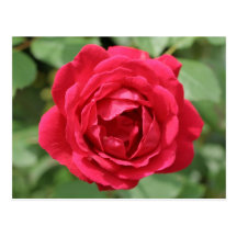 Rosa rojo tarjetas postales