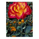 Rosa rojo y amarillo luminoso con las gotas de agu postales