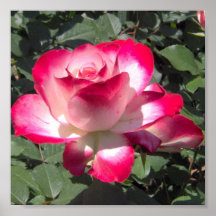 Rosa rojo y blanco posters