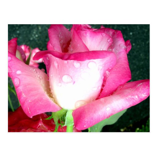 Rosa rosado y blanco con descensos de rocío tarjetas postales
