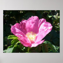 rosa salvaje subió impresiones