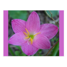 Rosa virginal tarjetas postales