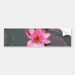 rosa waterlily, 荷花 etiqueta de parachoque