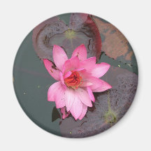 rosa waterlily, 荷花 iman de nevera