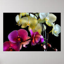 Rosa y amarillo poster