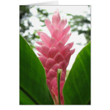 Rosado de Jengibre (jengibre rosado) Tarjeton