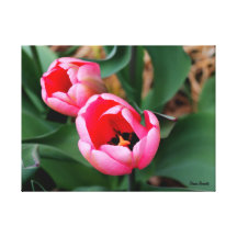 ~ rosado Diana Bozarth de los tulipanes Lona Envuelta Para Galerias