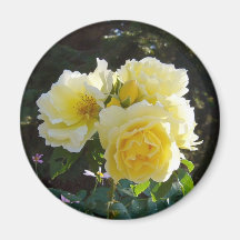 rosas amarillos imán de frigorífico