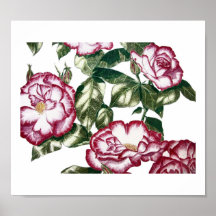 Rosas blancas No2 Impresiones