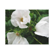 Rosas blancos de Rugosa Impresion En Lona