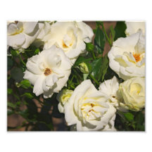 Rosas blancos en la floración - fotografía de la f