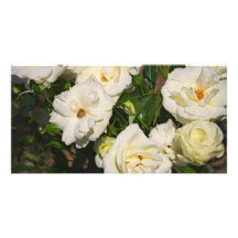 Rosas blancos en la floración - fotografía de la f tarjetas fotograficas 